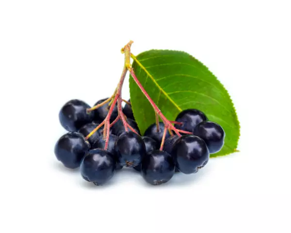 Aronia