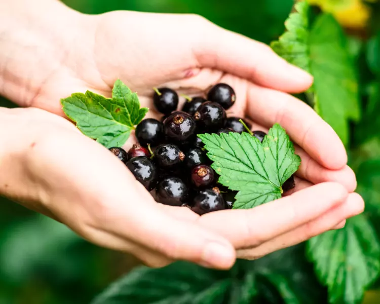 Die gesunde Wunderbeere mit Anti-Aging Power