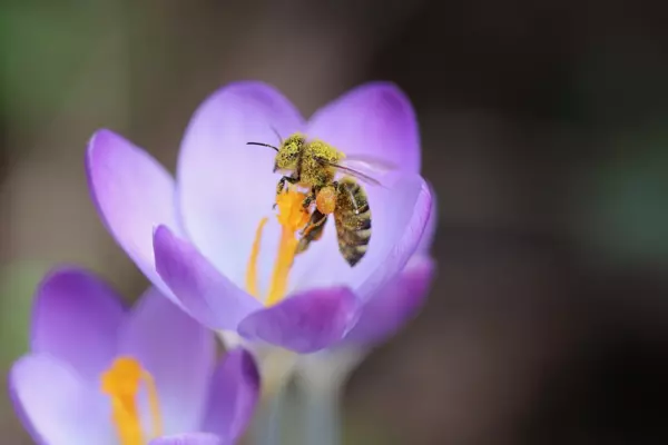 Blütenpollen