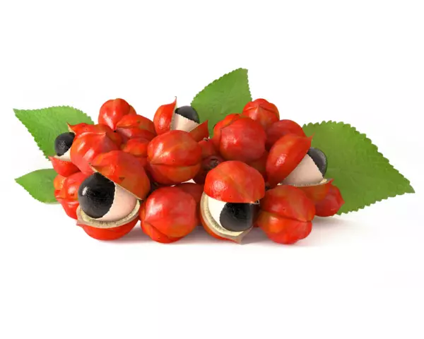 Guarana