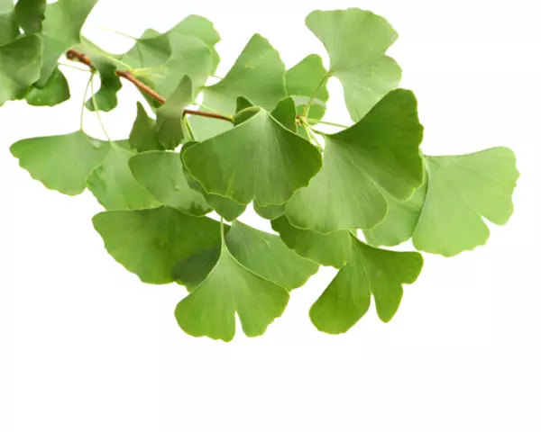 Ginkgo biloba