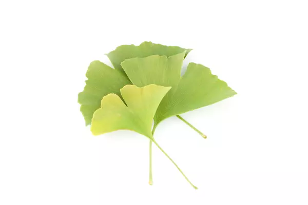 Ginkgo biloba