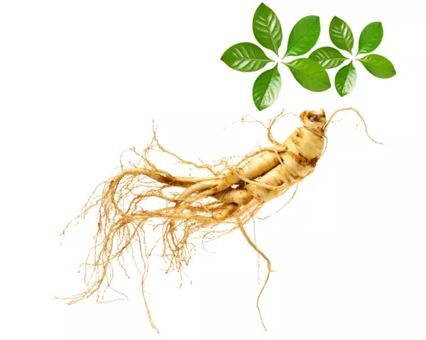 Ginseng