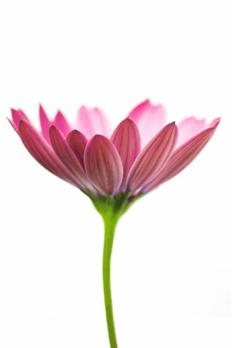 Image link