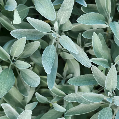 Image link