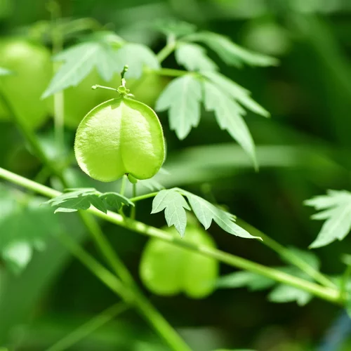 Image link