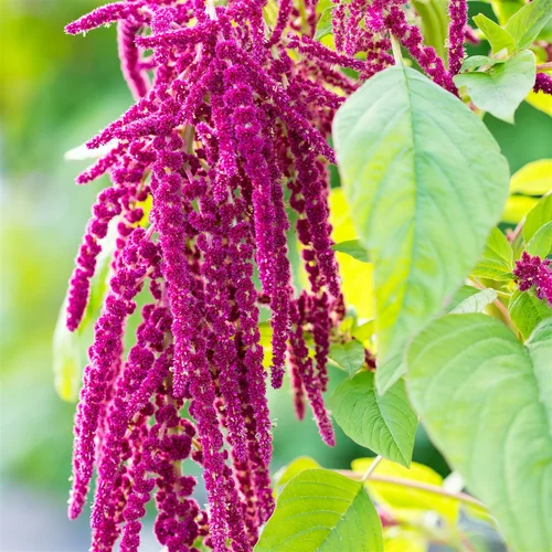 Image link