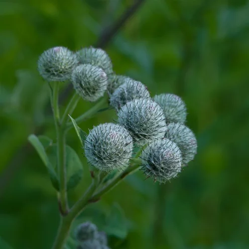 Image link