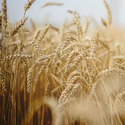 RAUSCH spray hydratant aux germes de blé