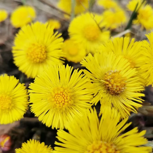 Image link
