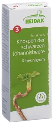 HEIDAK Knospe schwarze Johannisbeere Ribes nigrum Glyc Maz