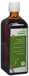 Knospe schwarze Johannisbeere Ribes nigrum Glyc Maz
