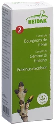 Knospe Esche Fraxinus excelsior Glyc Maz