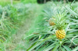 ARKOCAPS ananas caps végétales