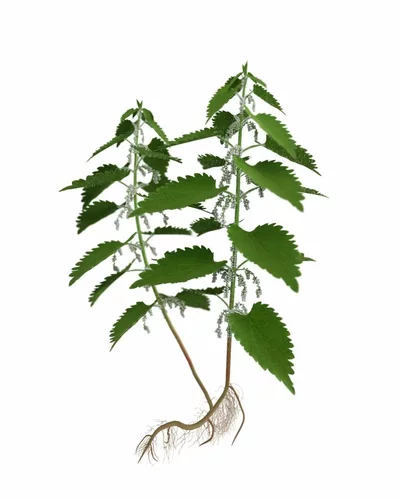 Image link
