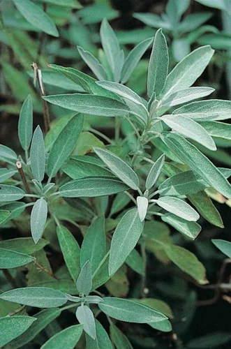 Image link