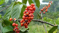ARKOCAPS Guarana Kapsel Bio