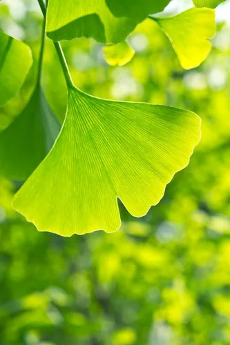 Image link