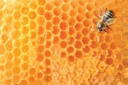 ACTIVOX Propolis Rachenspray