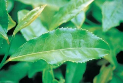 ARKOCAPS Grüntee Kapsel Bio