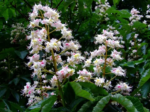 Image link