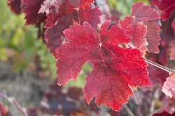 ARKOCAPS vigne rouge caps