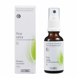 PHYTOMED Ficus carica flüssig 1 D