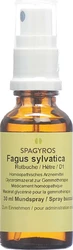Spagyros Fagus sylvatica Glyc Maz 1 D