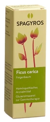 Spagyros Ficus carica Glyc Maz 1 D