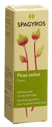 Spagyros Ficus carica Glyc Maz 1 D