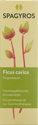 Spagyros Ficus carica Glyc Maz 1 D
