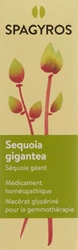 Spagyros Sequoia gigantea Glyc Maz 4 D