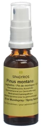 Spagyros Pinus montana Glyc Maz 1 D