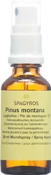 Spagyros Pinus montana Glyc Maz 1 D