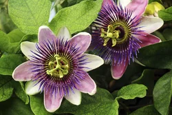 ARKOCAPS Passionsblume Kapsel 300 mg pflanzlich