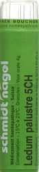 schmidt-nagel Ledum palustre Granulat 5 CH