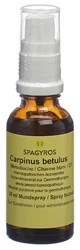 Spagyros Carpinus betulus Glyc Maz 1 D