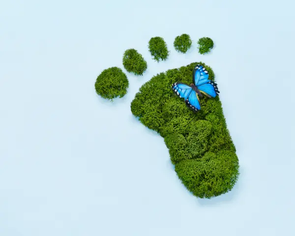 Articles respectueux de l'environnement