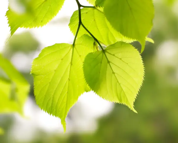 Birch