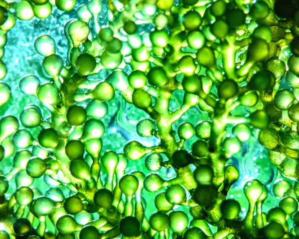 Algae oil