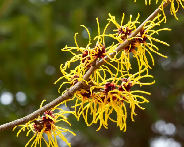 Hamamelis