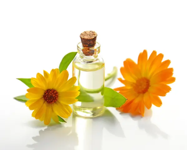 Souci (Calendula)