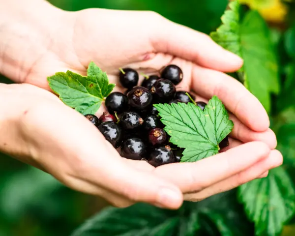 Blackcurrant