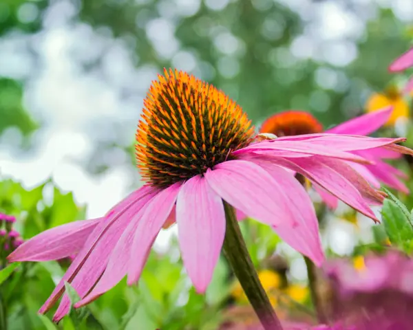 Echinacea