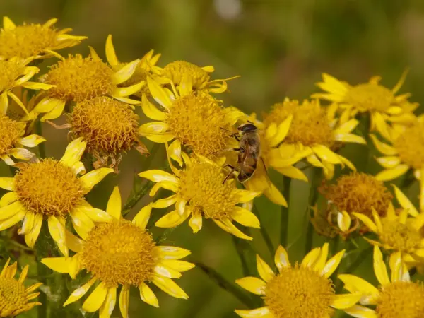 Arnica