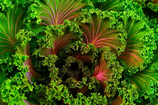 Vitamin K