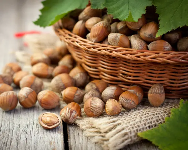 Nocciola