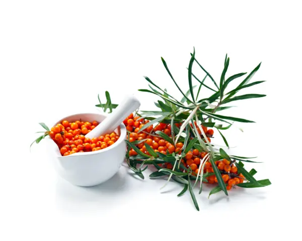 Sea buckthorn